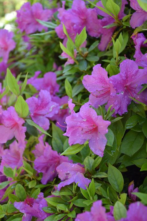 Anma Cottages Sole Lago Acquaseria エクステリア 写真